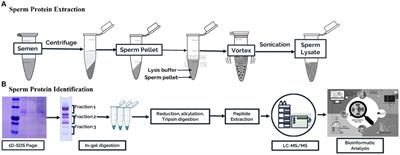 A proteomic approach to identifying spermatozoa proteins in Indonesian native Madura bulls
